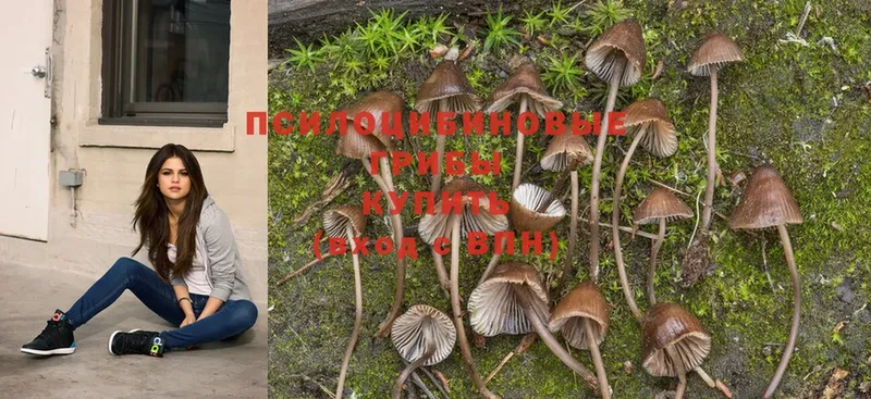 гидра рабочий сайт  Каргополь  Псилоцибиновые грибы MAGIC MUSHROOMS 